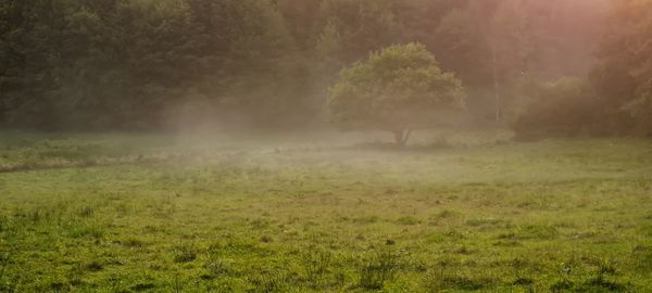 Scenic view of trees on land