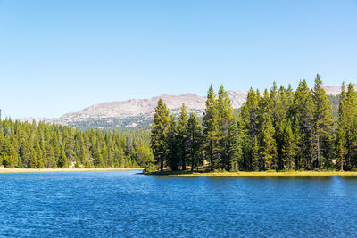 Pine trees in forest against clear sky