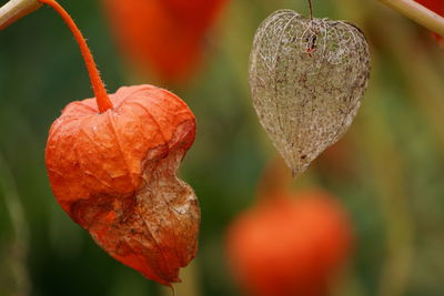 Close-up of lampion floweru