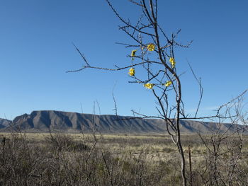 Low angle view of bare tree against clear blue sky