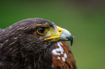 Close-up of a bird