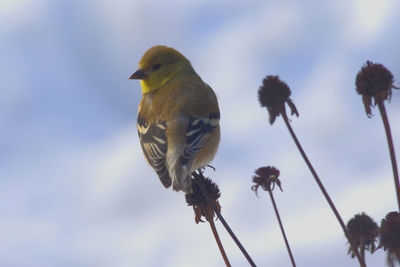 Low angle view of bird perching against sky