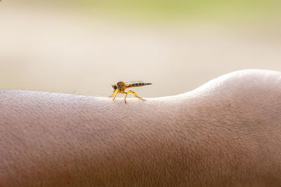 Close-up of insect on hand