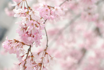 Cherry tree in full bloom