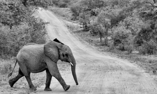 Elephant walking on road amidst trees