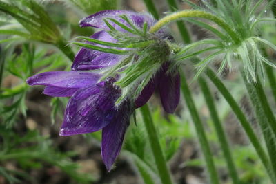 Close-up of purple flowering plant