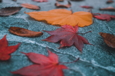 Close-up of maple leaves