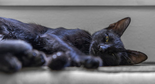 Close-up of cat lying on floor