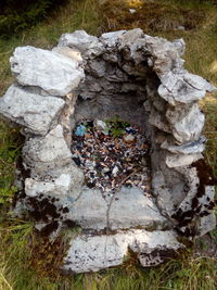 Close-up of mushrooms growing on rock