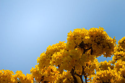 Low angle view of yellow flowering plant against sky