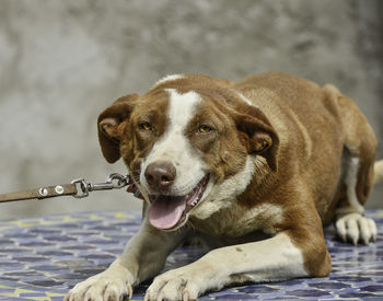 Close-up portrait of dog outdoors