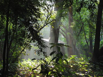 Sunlight streaming through trees in forest