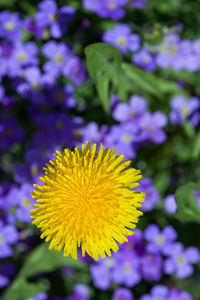 Close-up of yellow flowering plant