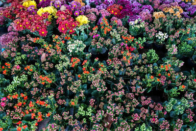 Full frame shot of flowering plants