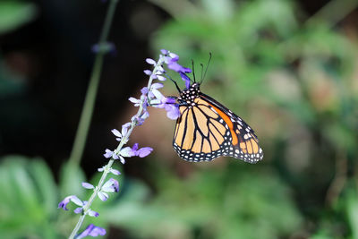 Close-up of butterfly pollinating on flower