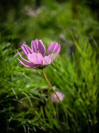 Close-up of pink flowering plant on field