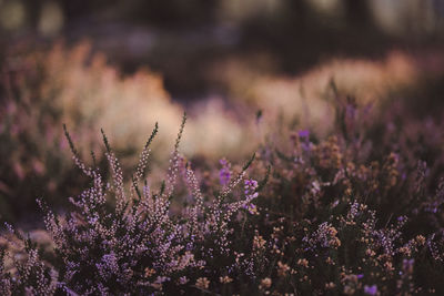 Close-up of purple flowering plants