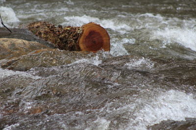 Close-up of rocks in sea