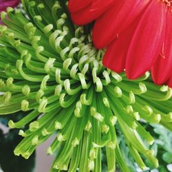 Close up of red flower