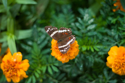 Close-up of butterfly on flower