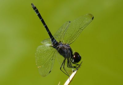 Close-up of dragonfly on leaf