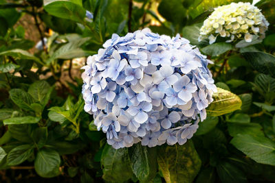 Close-up of white hydrangea