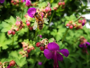 Close-up of bee pollinating on purple flower