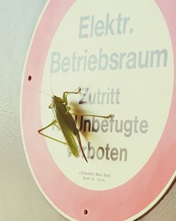 Close-up of a grasshopper