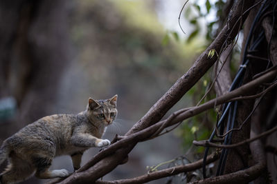 Cat looking away