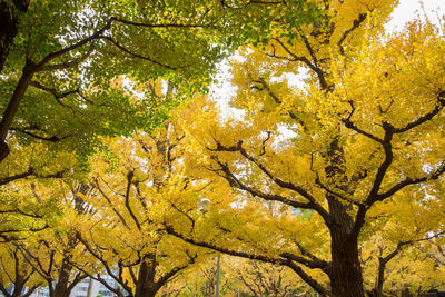 Low angle view of autumnal trees