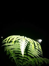 Close-up of fern against black background