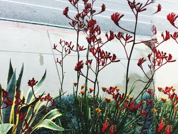 Close-up of red flowers