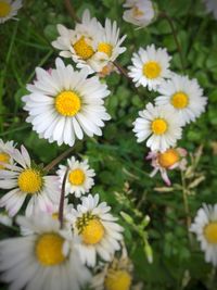 Close-up of white daisy flowers