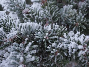 Winter frost on conifer tree - mid december  szczecin poland