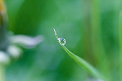 Water drop of grass