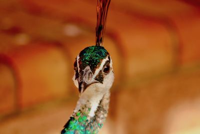 Close-up of peacock