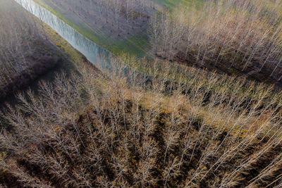 High angle view of agricultural field