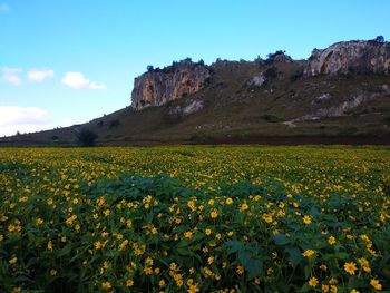 Scenic view of yellow flowering plants on field against sky