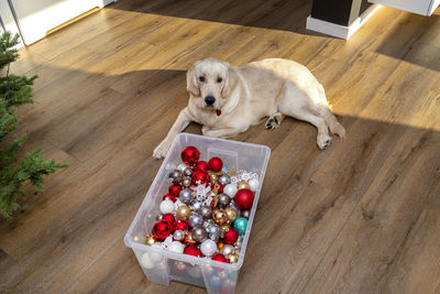 A young male golden retriever is lying on modern vinyl panels  next to a container with decorations.