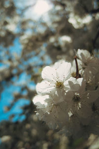 Close-up of white cherry blossoms