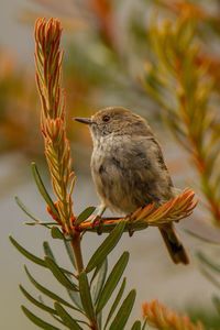 Close-up of bird perching on plant