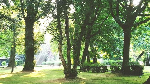 Trees growing in park