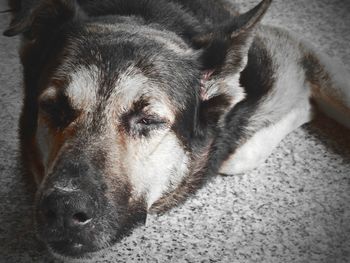 Close-up portrait of a dog