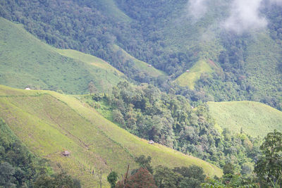 High angle view of trees on hill