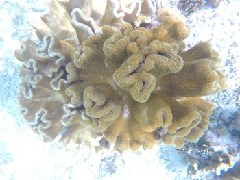 High angle view of coral in sea