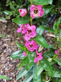 Close-up of pink flowers