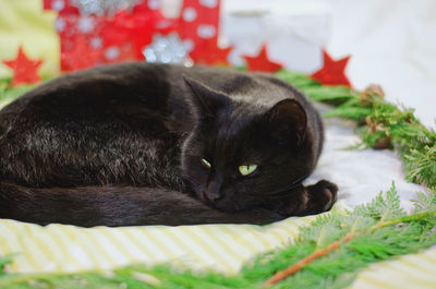 Close-up portrait of black cat resting