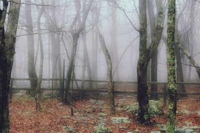 Trees in misty misty landscape
