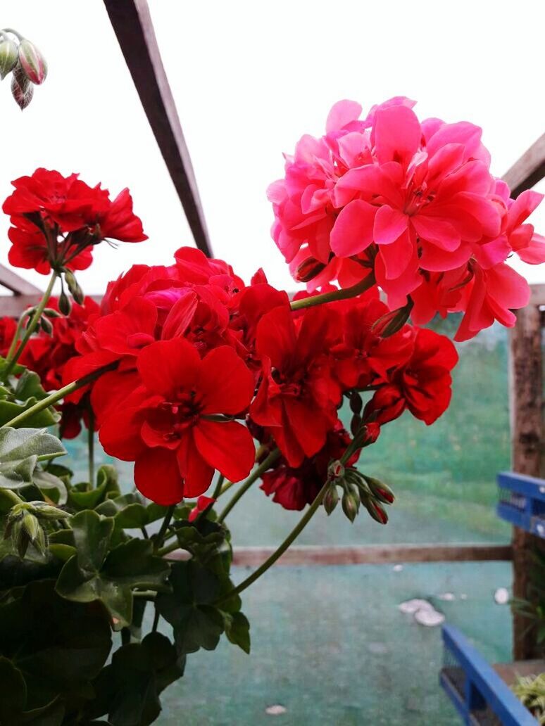 CLOSE-UP OF RED FLOWERS BLOOMING AT WATER