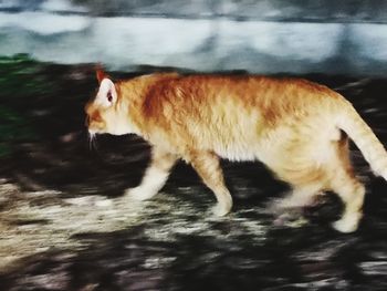 Side view of a cat running